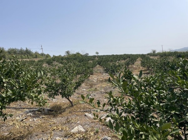 澧縣土地資源,澧縣公共基礎設施,澧縣工商業(yè)信息咨詢,澧縣澧州實業(yè)發(fā)展有限公司